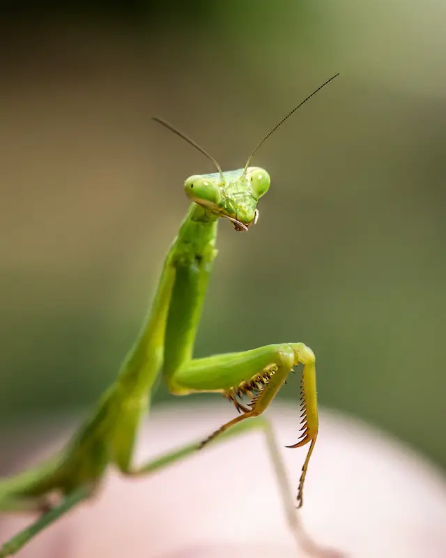 The plural of praying mantis is praying mantises